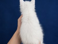 XXXL Bembeyaz Maine Coon Yavrularımız
