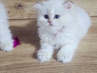 British shorthair harika bebekler