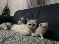 Güzel british shorthair bebeklerim yuvalarına gitmeye hazır