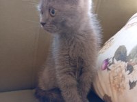 İki aylık erkek british shorthair