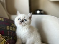 British Shorthair Blu Point 2 Aylık Yavru