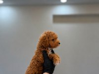 Pofuduk Orjinal Toy Poodle
