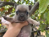 French bulldog sevenler