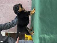 Rottweiler Bebekler