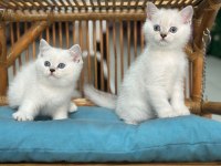 A+ Kalite British Shorthair Bebeğimiz