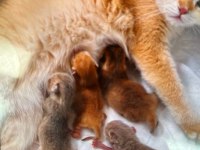 minik british shorthair yavrularım sahiplendirilecektir