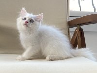 Pamuk Şeker British Longhair Oğluşlar