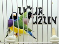 Her renk iri jumbo gouldian finch (Gökkuşağı İspinozu)