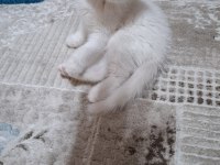 Kedimiz İçin Mesaj Atın