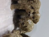Maltipoo bebekleri