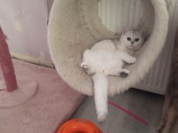 Silver Chinchilla rengi 4,5 aylık safkan yavrumuz