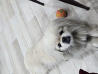 Akıllı bıdık pekinez köpeğimiz badem