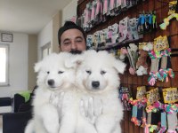 AYİ YAVRUSU SAMOYED A KALİTE IRK