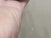 Pied cep papağanı forpus