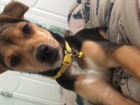 Acil sahiplendirme pinscher köpeğimiz