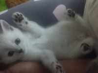 British shorthair sahiplendirme