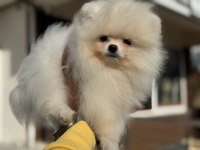 Yasal ruhsatlı çiftlikden ziyarete açık pomeranian