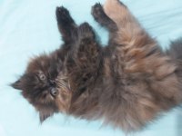 İran persian