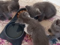 Ev Ortamında Büyümüş British Shorthair Kedilerim