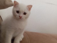 Scottish fold british silver blue point bebekler