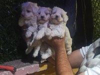 KORE MALTESE TERRİER YAVRULAR