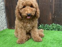 Poodle erkek yavrumuz