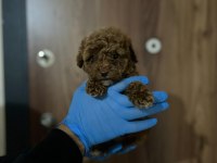 POODLE GİBİ MALTİPOO