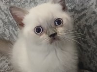 British shorthair yavrular yeni yuva arıyor