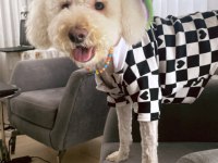 15 kg erkek kısır poodle büyük ork