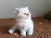 british longhair tatlı oğlumuz