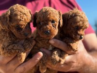 Aşılı Çiş Eğitimli Toy Poodle
