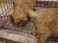 Oyuncu bebislerim yeni ailelerini bekliyor maltipoo
