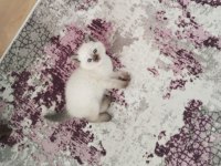 Aşık Olacağınız Sevimli Bebek Kediler