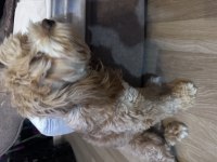 Tarçın maltipoo kızım 1 yaşında