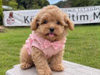 Pamuk yavrularımız Maltipoo