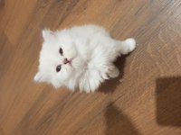 British longhair silver