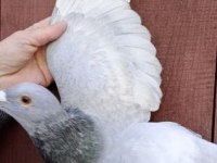 Polonya Gönderim 1. Sınıf Güvercinler