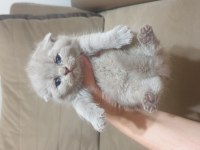 Scottish british shorthair tatlı kediler