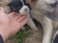 Safkan çoban köpeği