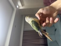 Ful evcil konur papağanımız tuvalet eğitimi mevcut