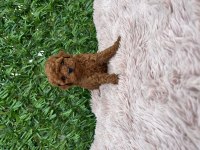 Toy Poodle Köpeklerimiz
