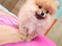 Mükemmel kalitede pomeranian dişi yavru
