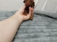 Kore toy poodle