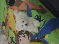 Oyuncu terrier kızımız LENA