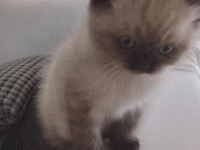 Blue point uygun puanlı kedimiz
