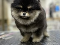 Black Tan Muazzam Renk ve Tüy Yapısı Pomeranian