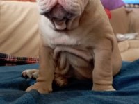 ÖZEL RENK EGZOTİK İNGİLİZ BULLDOG YAVRUMUZ