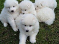 AKKUŞ ÜRETİM ÇİFTLİĞİNDEN SAMOYED YAVRULARI