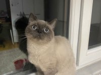 3 yaşında dişi bluepoint british shorthair