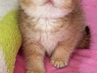 Ny12 safkan British Shorthair Bebekler